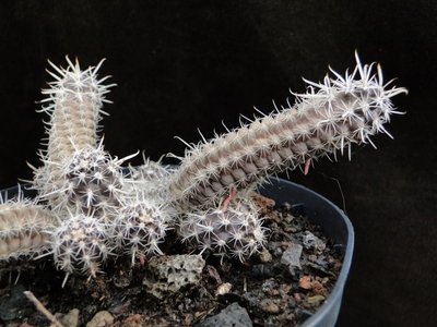 Austrocactus spec. HPT 2011 Mai17-1.jpg