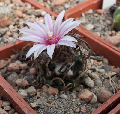 Turbinicarpus schmiedickeanus La Perdida