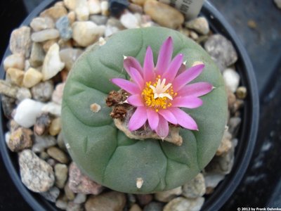 Lophophora fricii f. nova VZD 020 Ejido La Sol