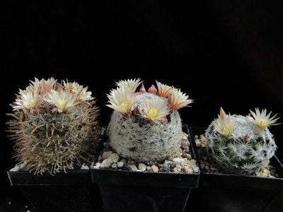 Mammillaria duwei 2011 Mai19.jpg