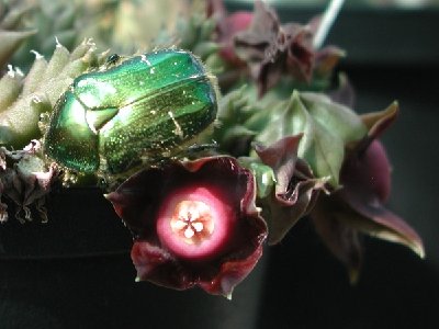 Duvalia pillansii mit Rosenkäfer_600.jpg