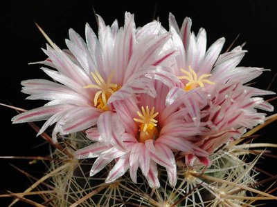 Thelocactus lausseri 2012 April28-2.jpg