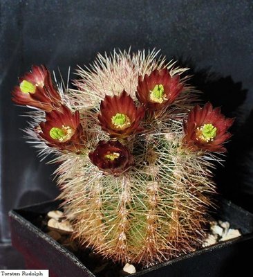 Echinocereus 005.JPG