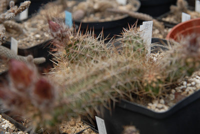 Austrocactus spec. HPT901 2012 Mai15-1.jpg