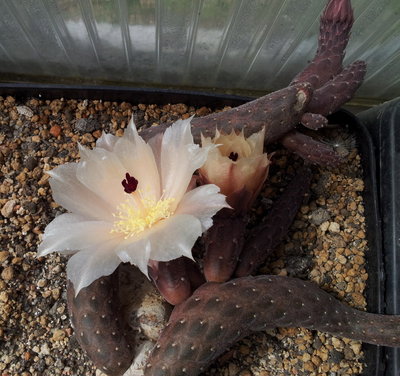 Pterocactus reticulatus