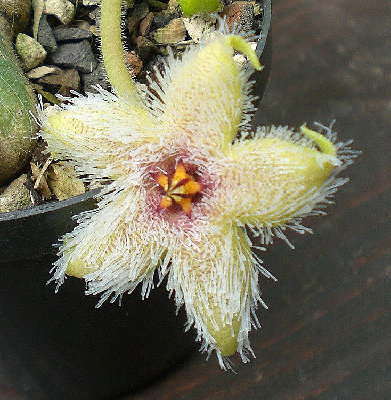 Stapelia glanduliflora.jpg