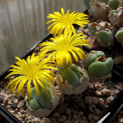 Conophytum meyeri &quot;ramosum&quot; ex De Boer, VD5593