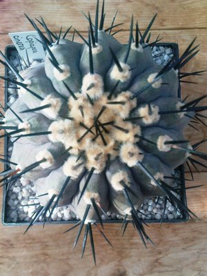 Copiapoa cinerea.JPG