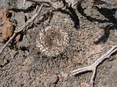 Gymnocalycium.JPG