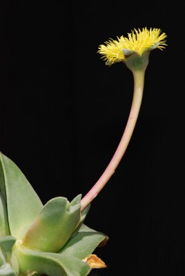 Cheiridopsis peculiaris 06.JPG