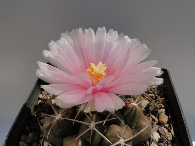 Thelocactus hexaedrophorus v. kuetae 2011 Juno18-1.jpg