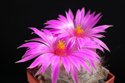 Mammillaria guelzowiana 2013 Juno03-4.jpg