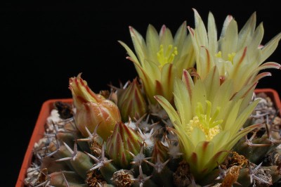 Mammillaria peninnsularis, Cabo San Lucas 2013 Juno04-3.jpg