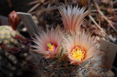 Mammillaria barbata 2013 Mai30-2.jpg