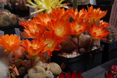 Rebutia (Aylosteria) heliosa 2013 Juno06-2.jpg