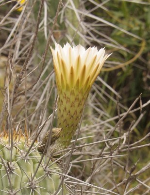 Echinopsis_chiloensis_4851-b.jpg