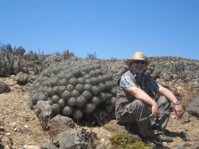 Copiapoa dealbata carrizalensis f.gigantea RB2134