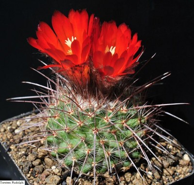 P. uhligiana 2.JPG