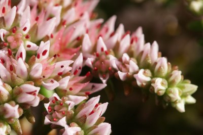 Sedum pulchellum 08.JPG