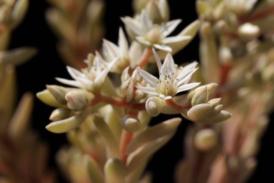 Sedum hispanicum 05.JPG