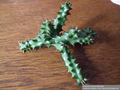 Edithcolea Steckling_klein.jpg