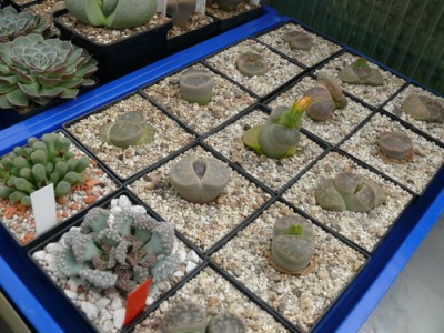 119 P1110643 Baumarkt- Lithops.jpg