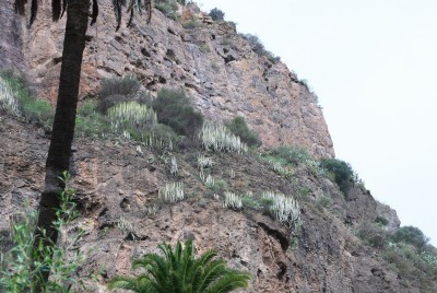 E. canariensis 02 Bandama.JPG