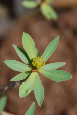 E. balsamifera 01 Blüte.JPG