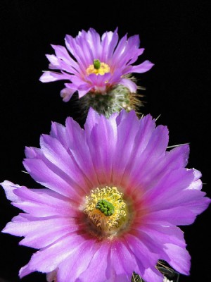 Echinocereus spinegematus 2011 Juli10-4.jpg