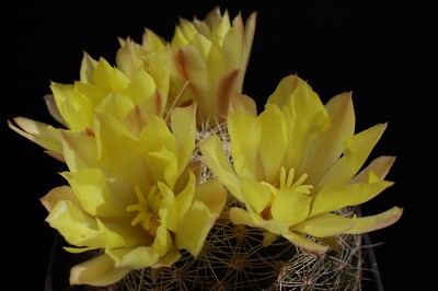 Mammillaria sphaerica 2014 August23-2.jpg