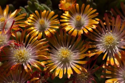 Delosperma 'Jewel of Desert - Topaz' 1.jpg