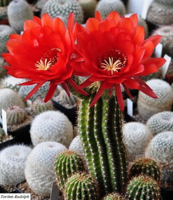 trichocereus (8).JPG