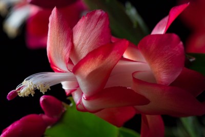 Schlumbergera rot.jpg