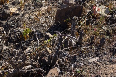 Caralluma burchardii a.jpg