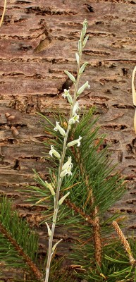 Haworthia decipiens 1999-63-3971-1; Xanthorrhoeaceae (1).jpg