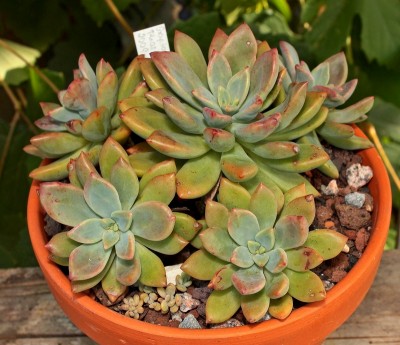 Graptoveria ´Phaeton´ 2009-188-3789-1; Crassulaceae (4).jpg