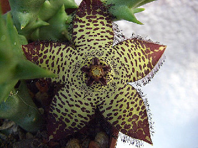 Orbea speciosa.jpg