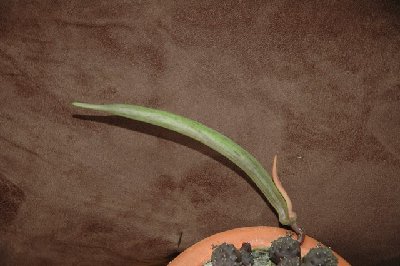 Huernia_kennedyana_Schote_03_2010_80.jpg