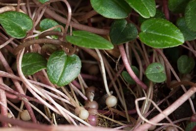 Cyclamen hederifolium.jpg