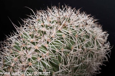 Turbinicarpus horripilus ssp. horripilus Cristate