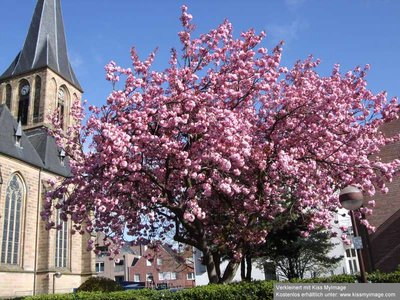 Kirsche und Kirche_klein.jpg