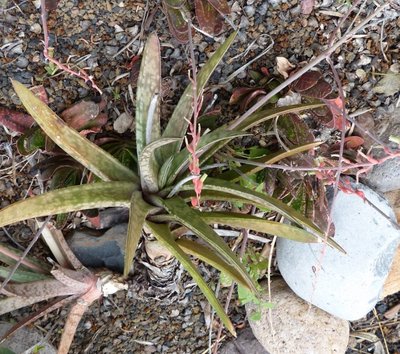 Gasteria 6 (640x567).jpg