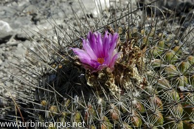 Thelocactus conothelos ssp. conothelos<br />Tula TAM.