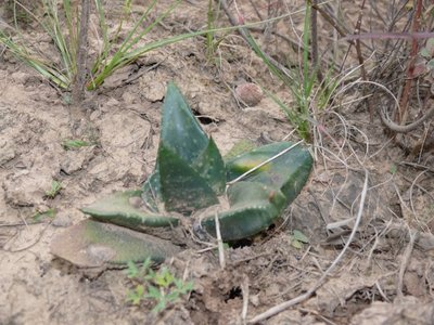 874,SA,Gasteria nitida (640x480).jpg