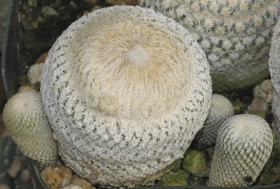 Epithelantha bokei.jpg