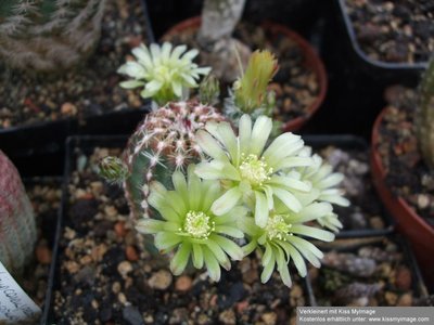 Echinocereuus viridiflorus_klein.jpg