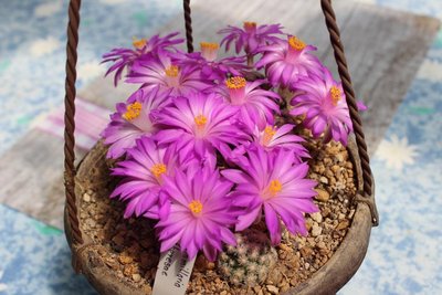 Mammillaria theresae