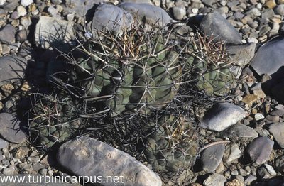 Thelocactus hexaedrophorus ssp. hexaedrophorus<br />Las Tablas S.L.P.