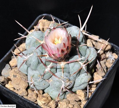 Echinocereen u. Thelos 139.JPG