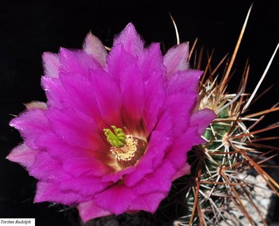 echinocereus (3).JPG